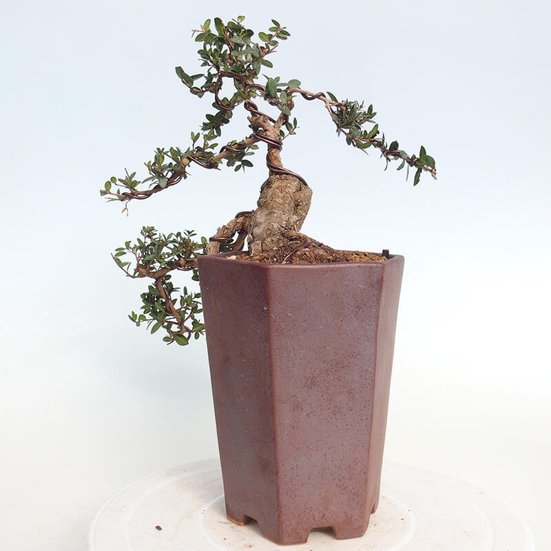 Camera bonsai - Myrtus communis - Mirto