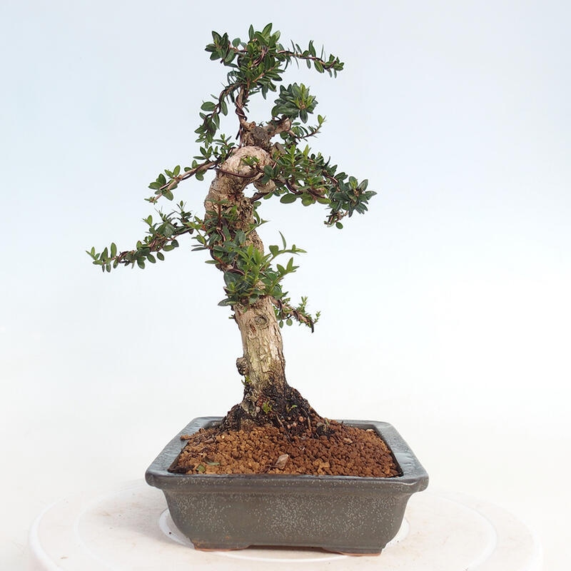 Camera bonsai - Myrtus communis - Mirto