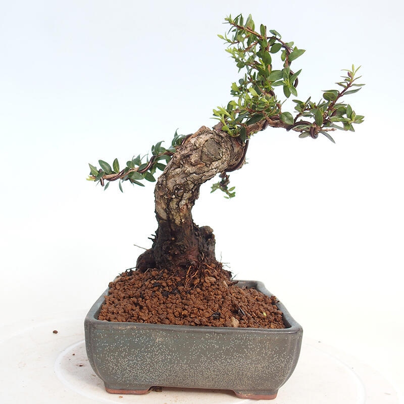 Bonsai da camera - Myrtus communis - Mirto