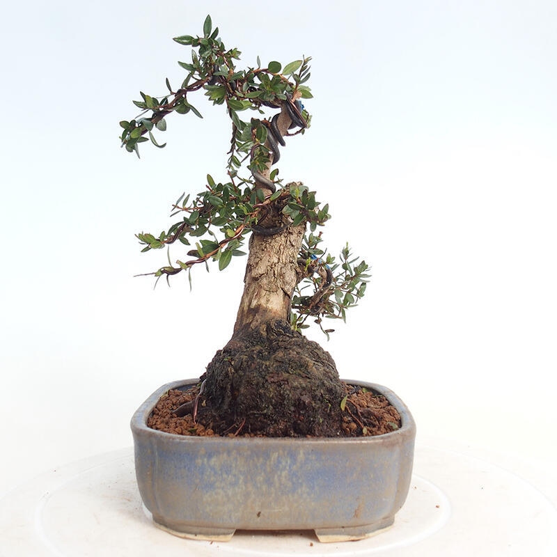 Camera bonsai - Myrtus communis - Mirto