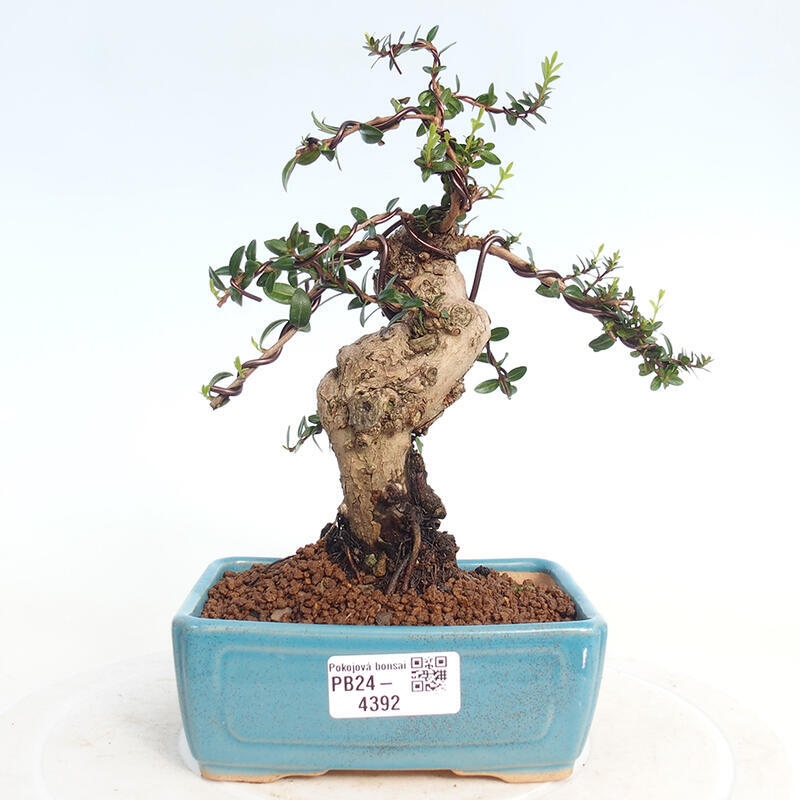 Bonsai da camera - Myrtus communis - Mirto