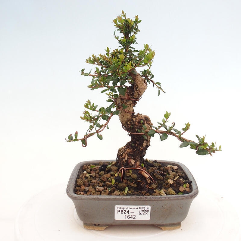 Bonsai da camera - Myrtus communis - Mirto