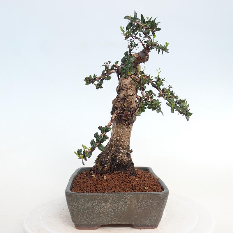 Camera bonsai - Myrtus communis - Mirto