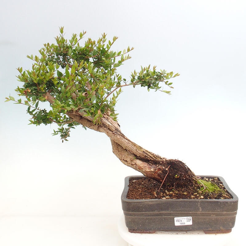 Bonsai da camera - Myrtus communis - Mirto