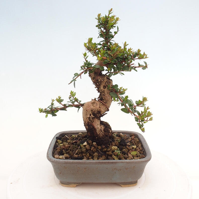 Bonsai da camera - Myrtus communis - Mirto