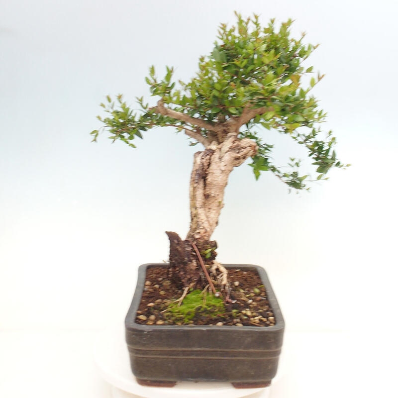 Bonsai da camera - Myrtus communis - Mirto