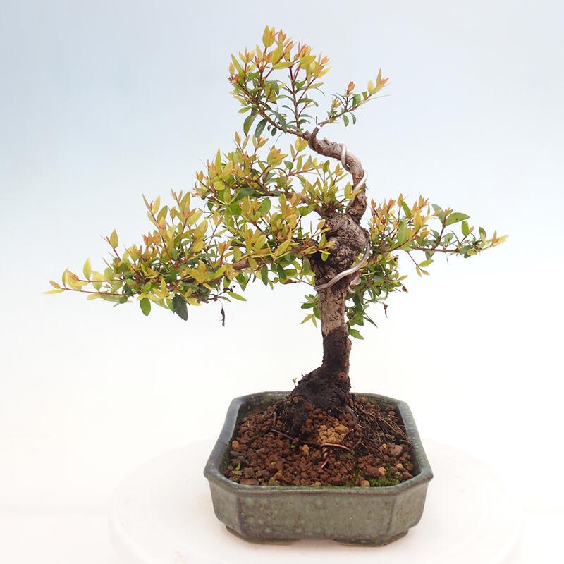 Bonsai da camera - Myrtus communis - Mirto
