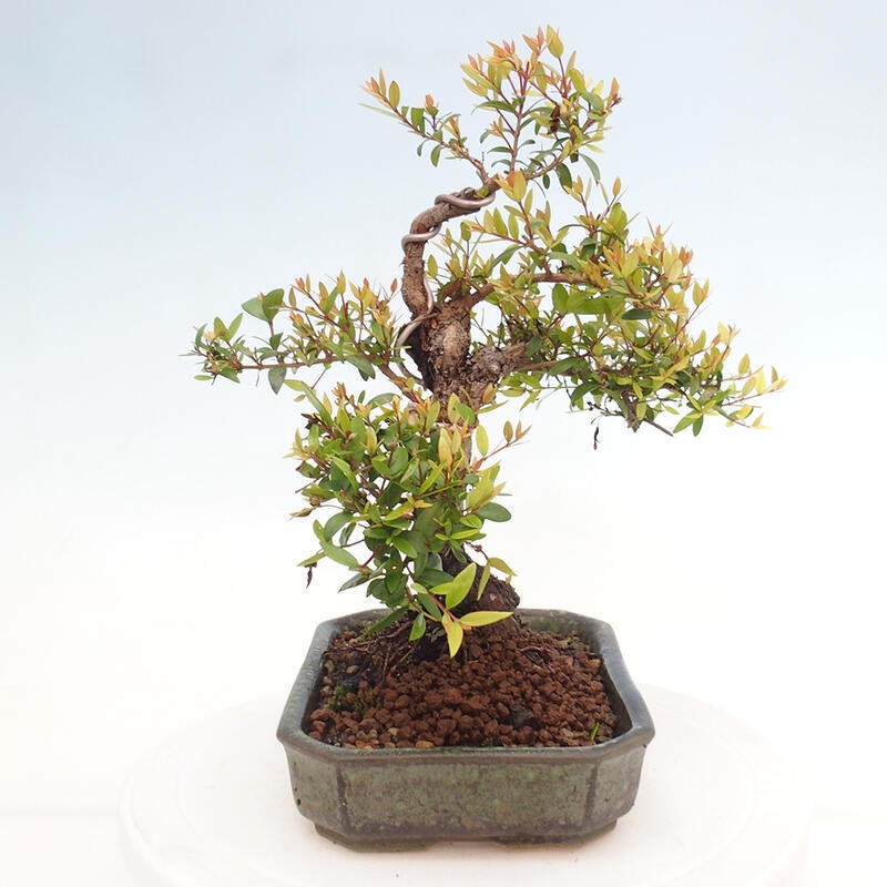 Bonsai da camera - Myrtus communis - Mirto