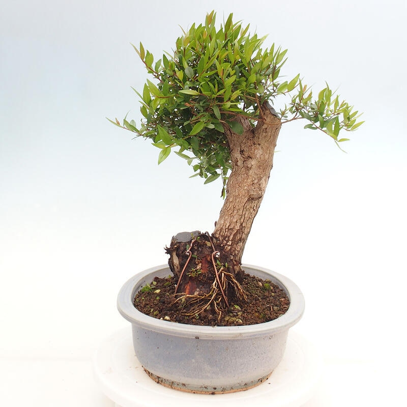 Bonsai da camera - Myrtus communis - Mirto
