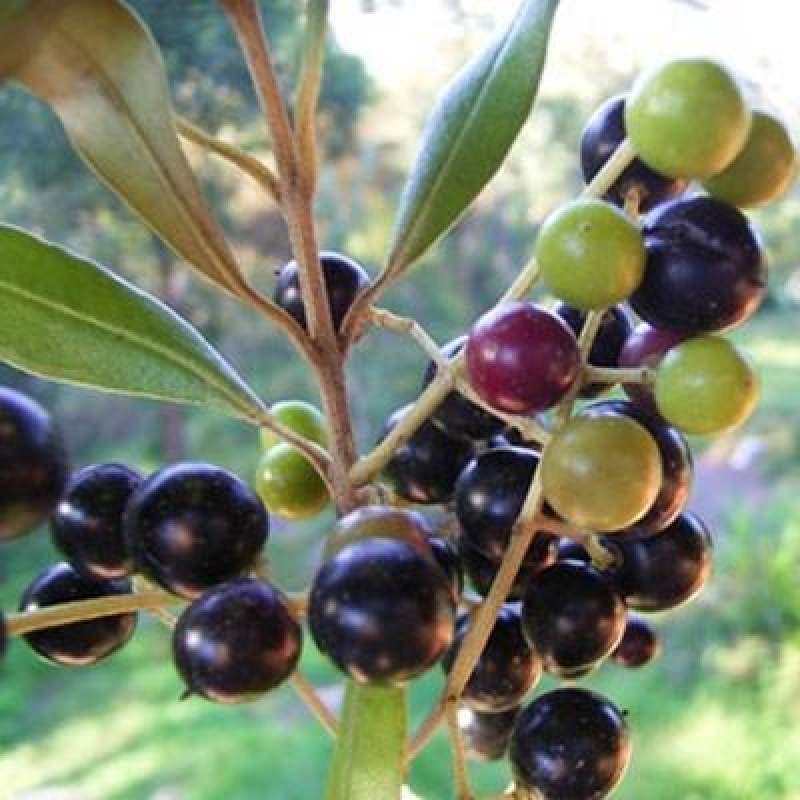 Bonsai da interno - Olea europaea sylvestris