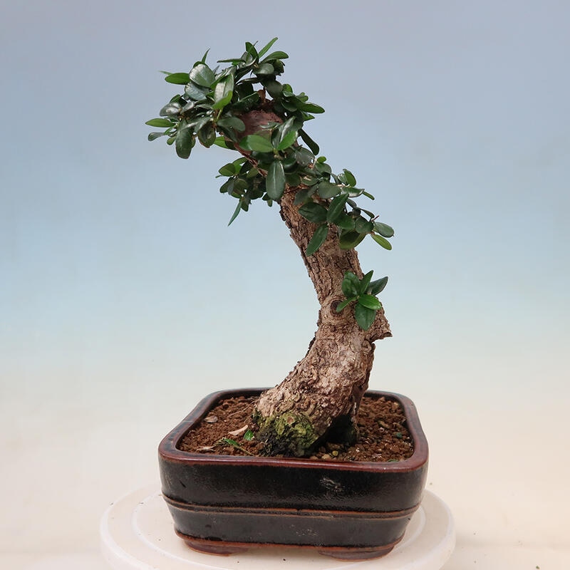 Bonsai da interno - Olea europaea sylvestris