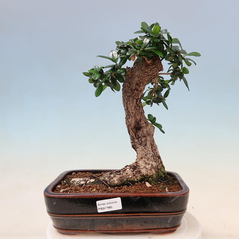 Bonsai da interno - Olea europaea sylvestris