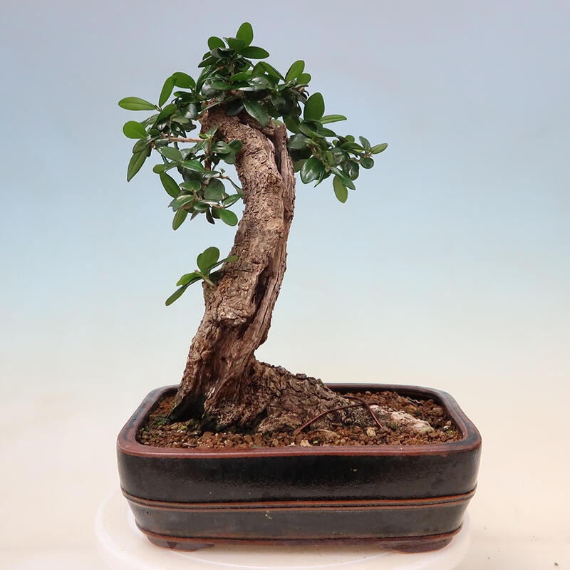 Bonsai da interno - Olea europaea sylvestris