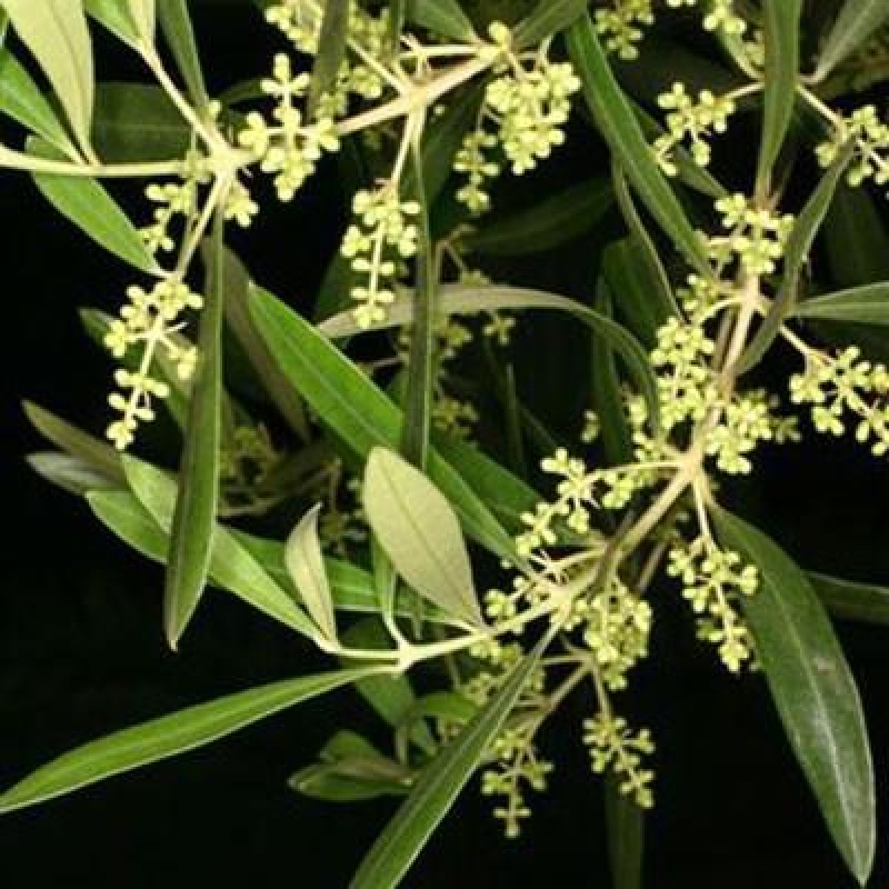 Bonsai da interno - Olea europaea sylvestris