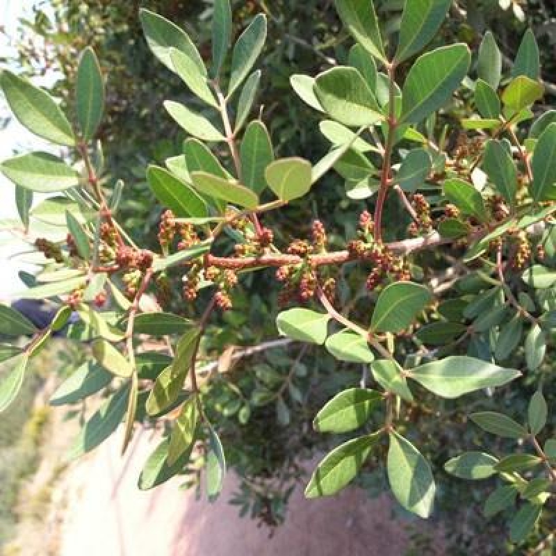 Bonsai da interno - Pistacia lentiscus - Pistacchio