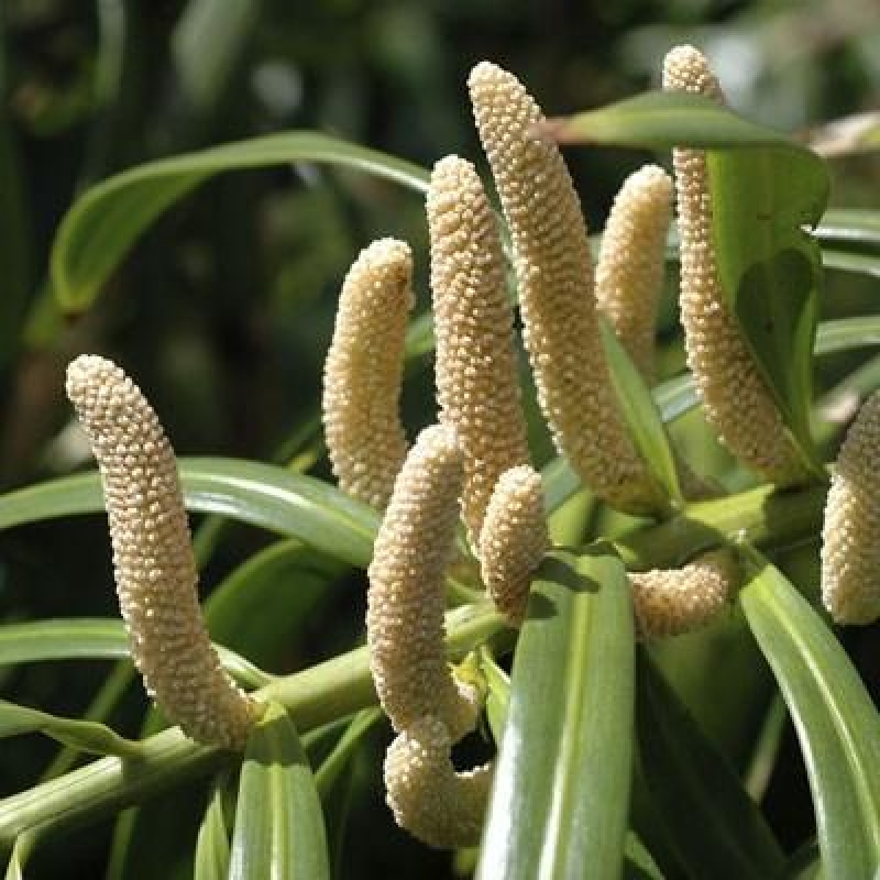 Camera bonsai - Podocarpus - Tasso delle pietre