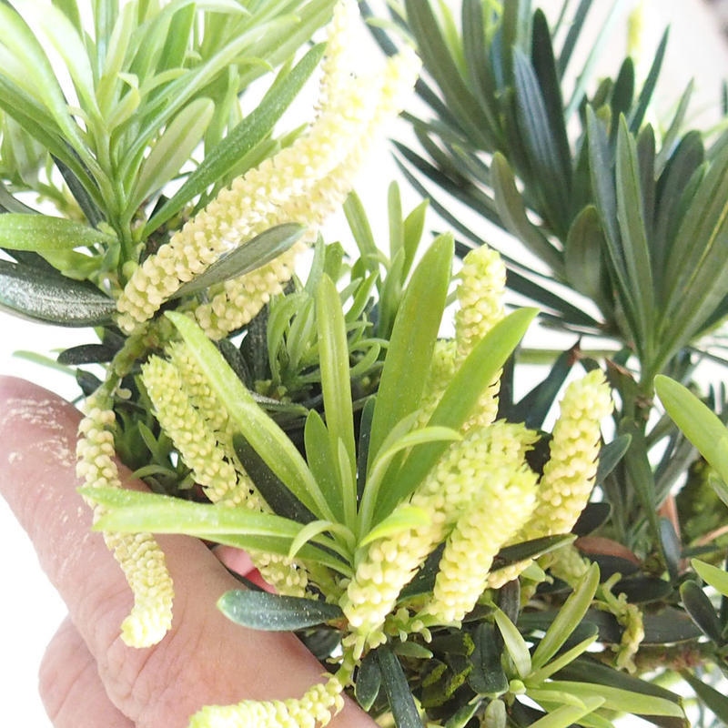 Camera bonsai - Podocarpus - Tasso delle pietre
