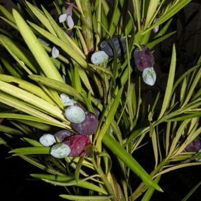 Camera bonsai - Podocarpus - Tasso delle pietre