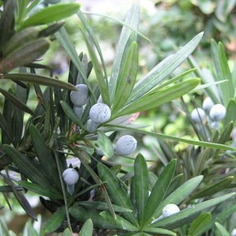 Camera bonsai - Podocarpus - Tasso delle pietre