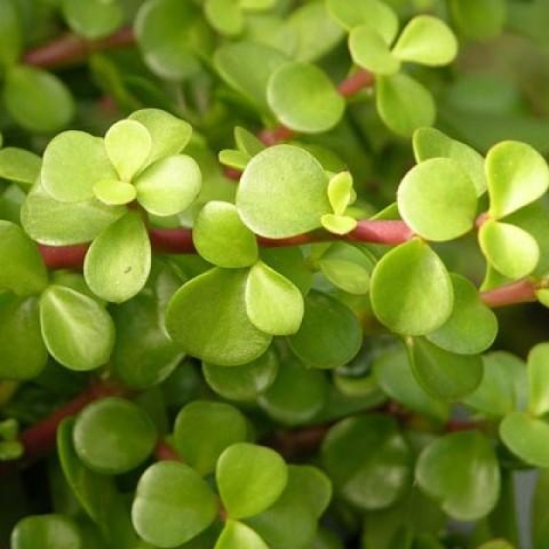 Camera bonsai - Portulakaria Afra - Tlustice