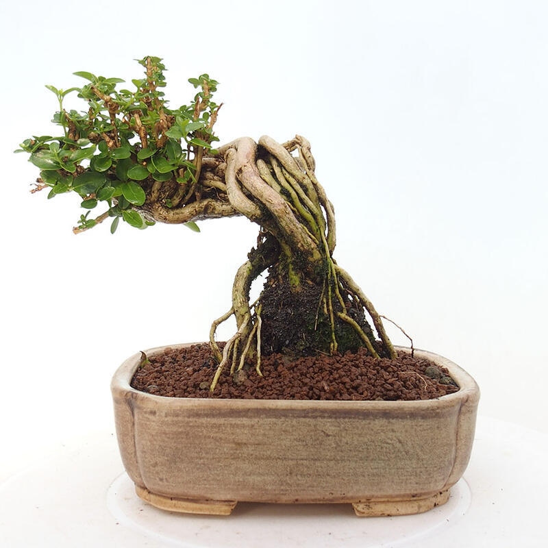Bonsai da interno - Premna serratifolia - Kozlovna malolista