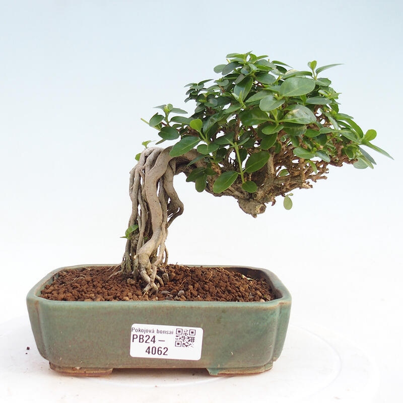 Bonsai da interno - Premna serratifolia - Kozlovna malolista
