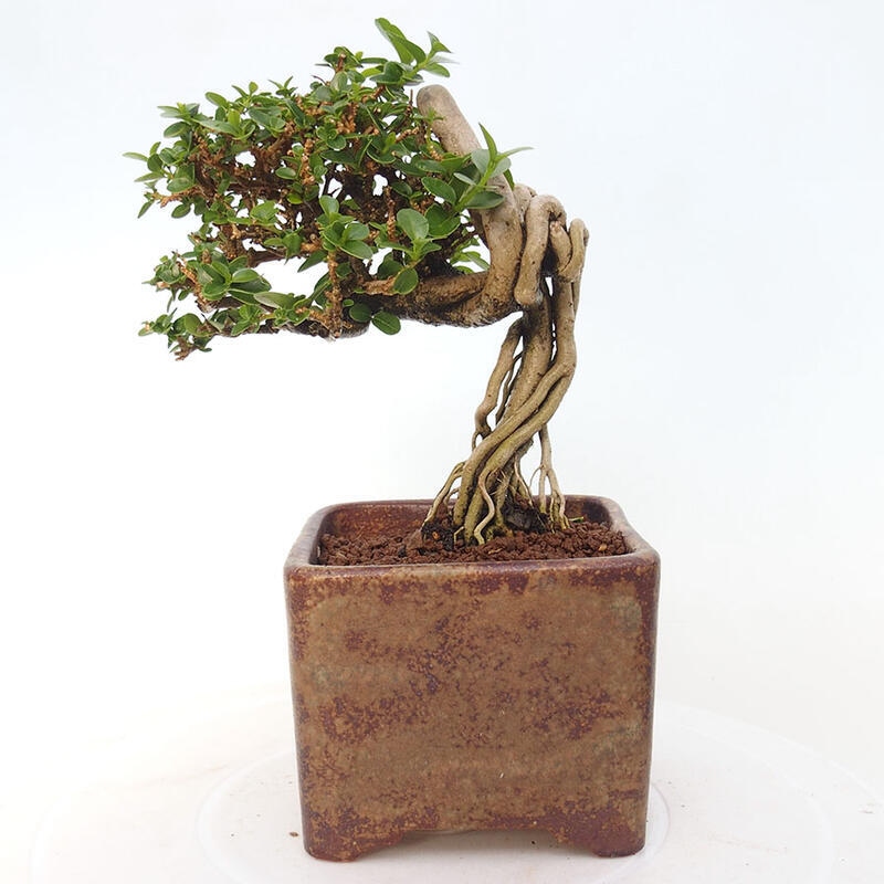 Bonsai da interno - Premna serratifolia - Kozlovna malolista