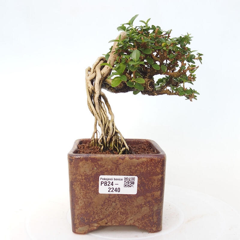 Bonsai da interno - Premna serratifolia - Kozlovna malolista