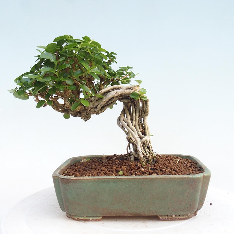 Bonsai da interno - Premna serratifolia - Kozlovna malolista