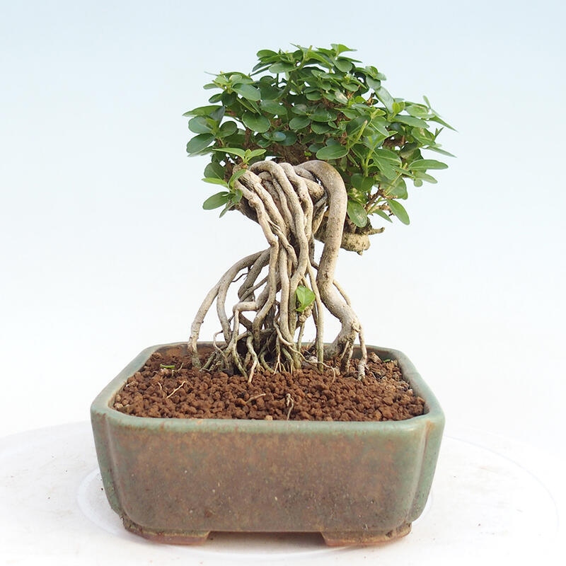Bonsai da interno - Premna serratifolia - Kozlovna malolista