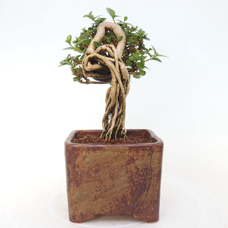 Bonsai da interno - Premna serratifolia - Kozlovna malolista