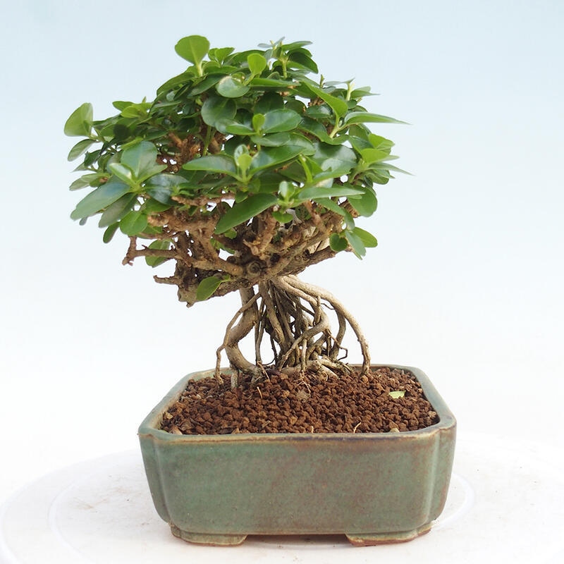 Bonsai da interno - Premna serratifolia - Kozlovna malolista