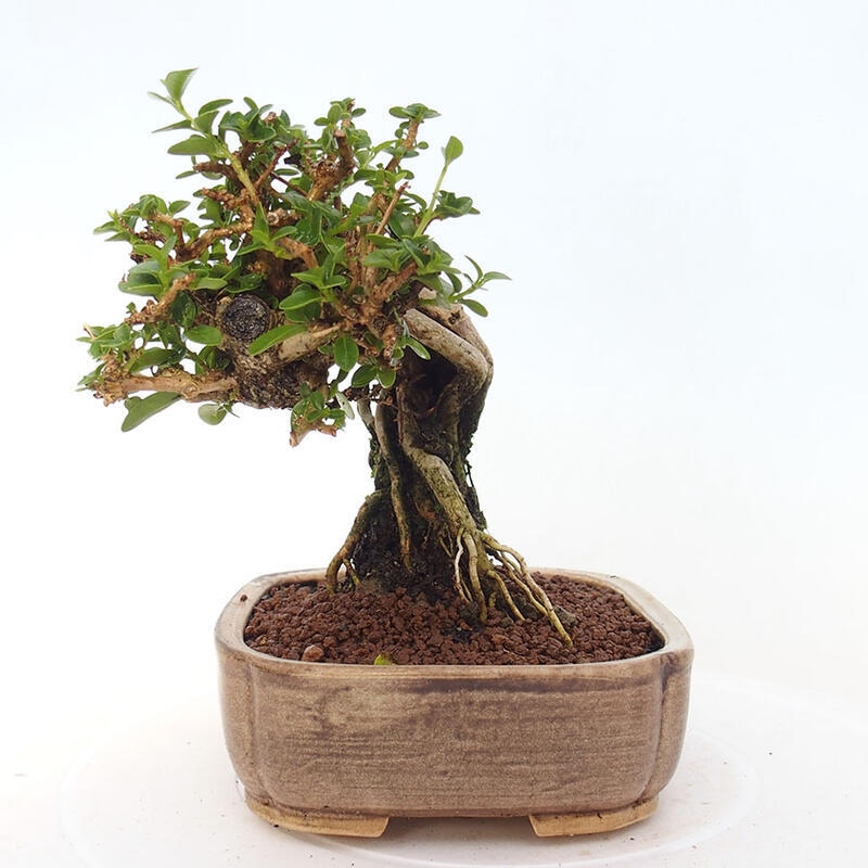 Bonsai da interno - Premna serratifolia - Kozlovna malolista