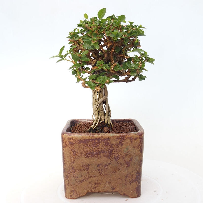Bonsai da interno - Premna serratifolia - Kozlovna malolista