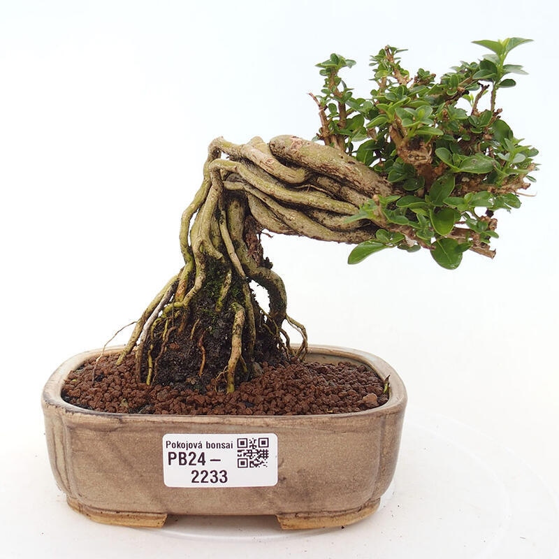 Bonsai da interno - Premna serratifolia - Kozlovna malolista