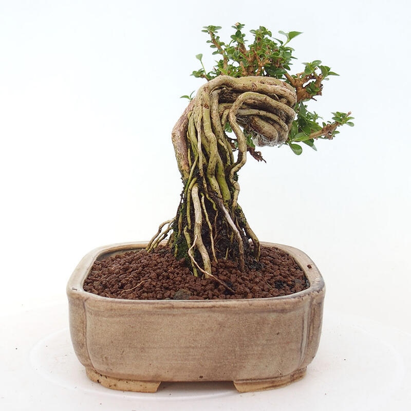 Bonsai da interno - Premna serratifolia - Kozlovna malolista