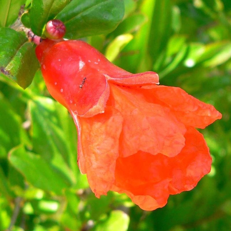 Camera bonsai-PUNICA granatum nana-Mela granata