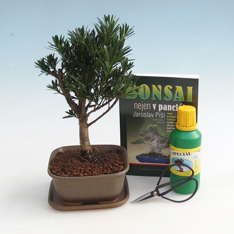 Set di bonsai da camera