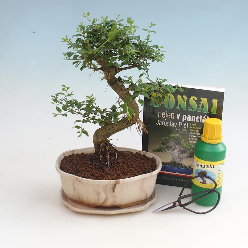 Set di bonsai da camera