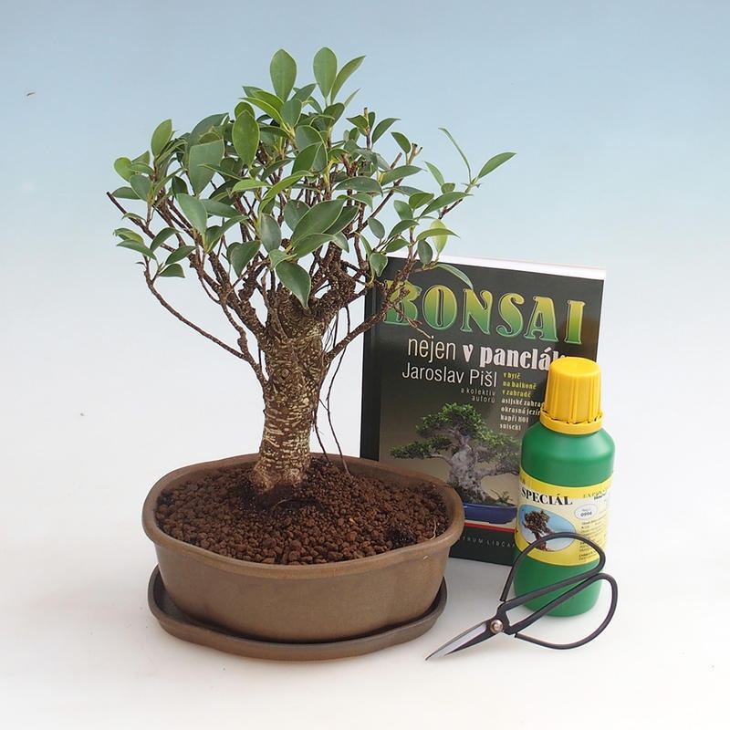 Set di bonsai da camera