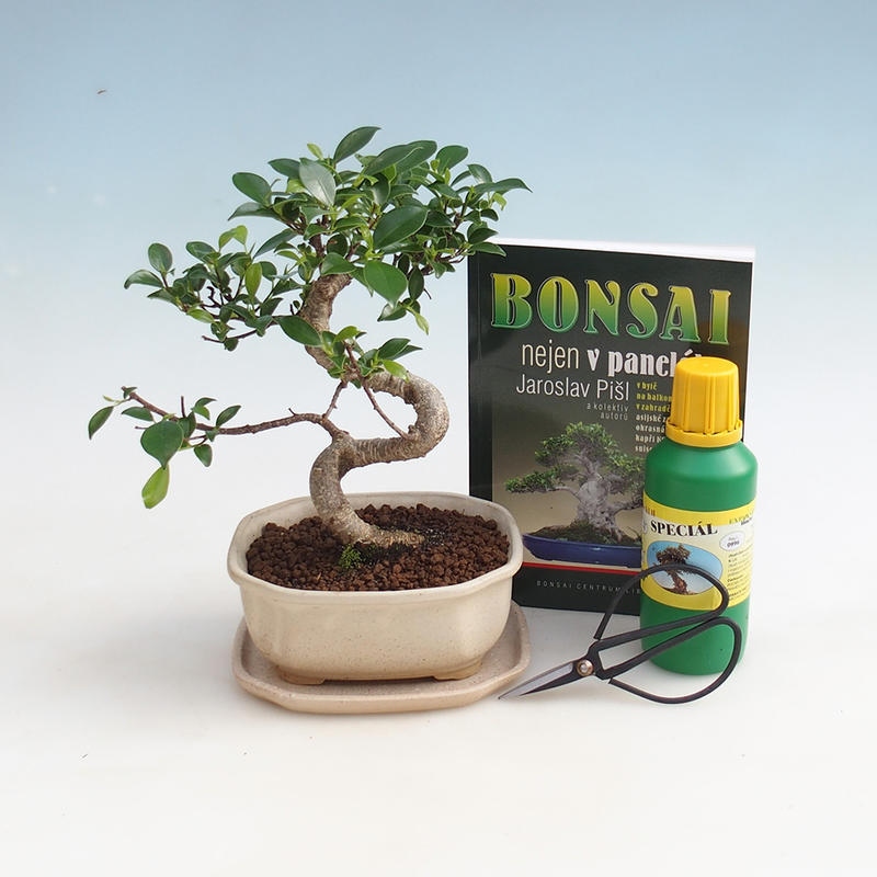 Set di bonsai da camera