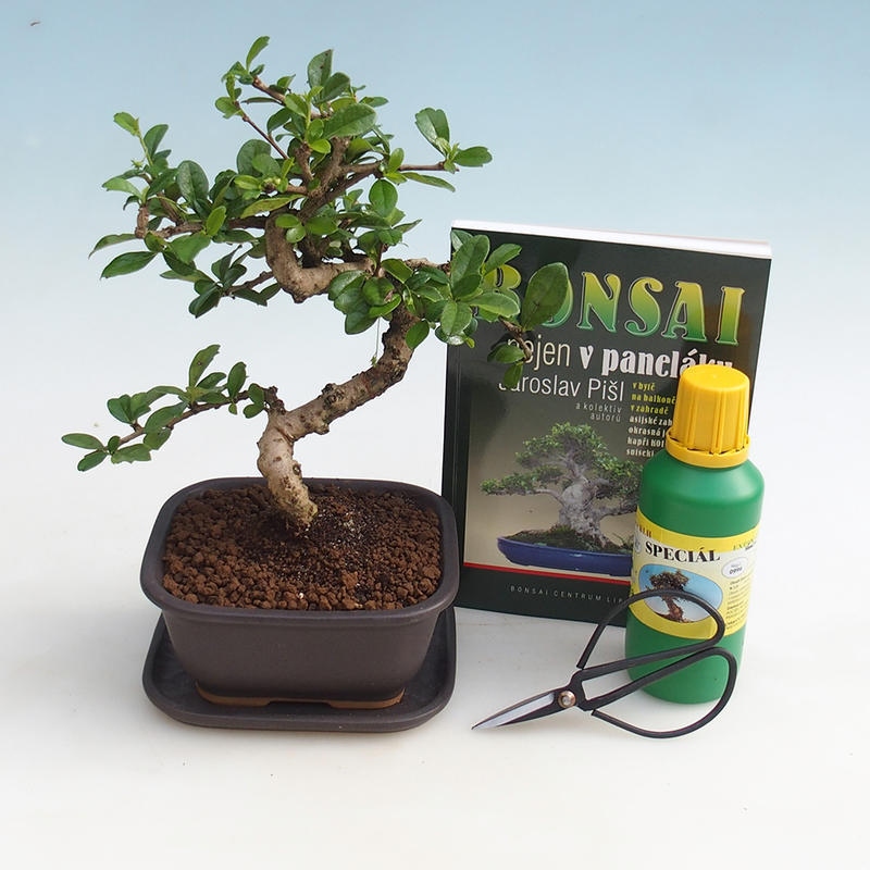 Set di bonsai da camera