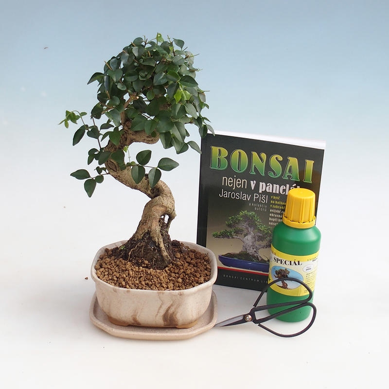 Set di bonsai da camera