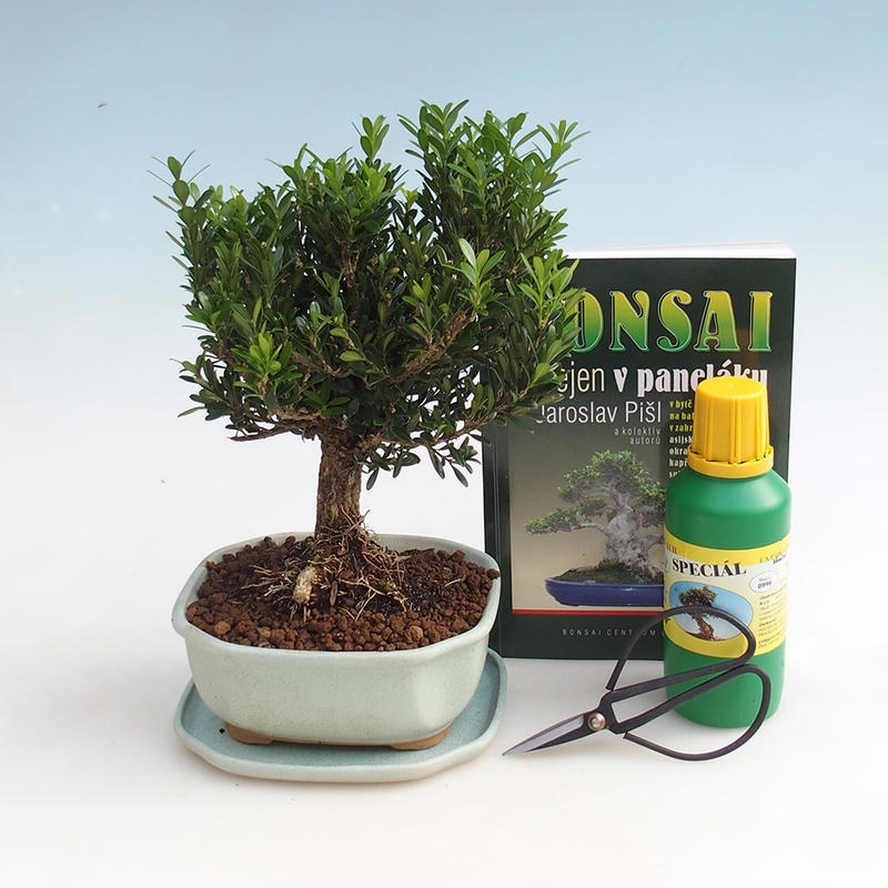 Set di bonsai da camera
