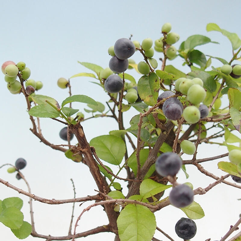 Camera bonsai - Sageretia thea - Sageretia thea