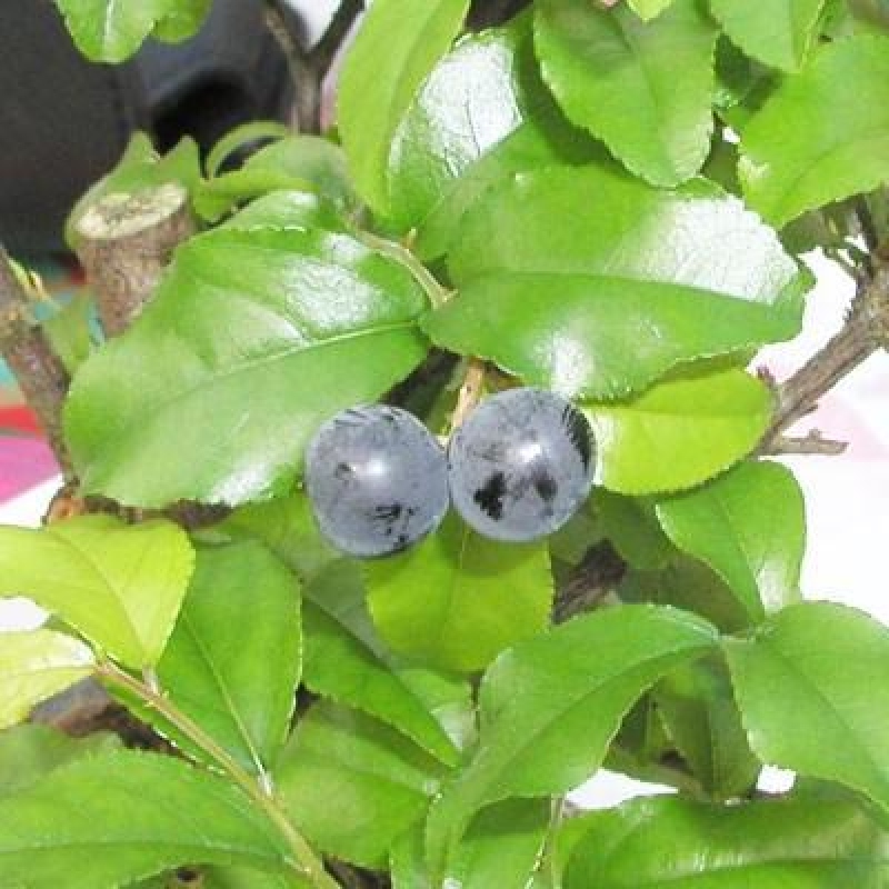 Camera bonsai - Sageretia thea - Sageretia thea