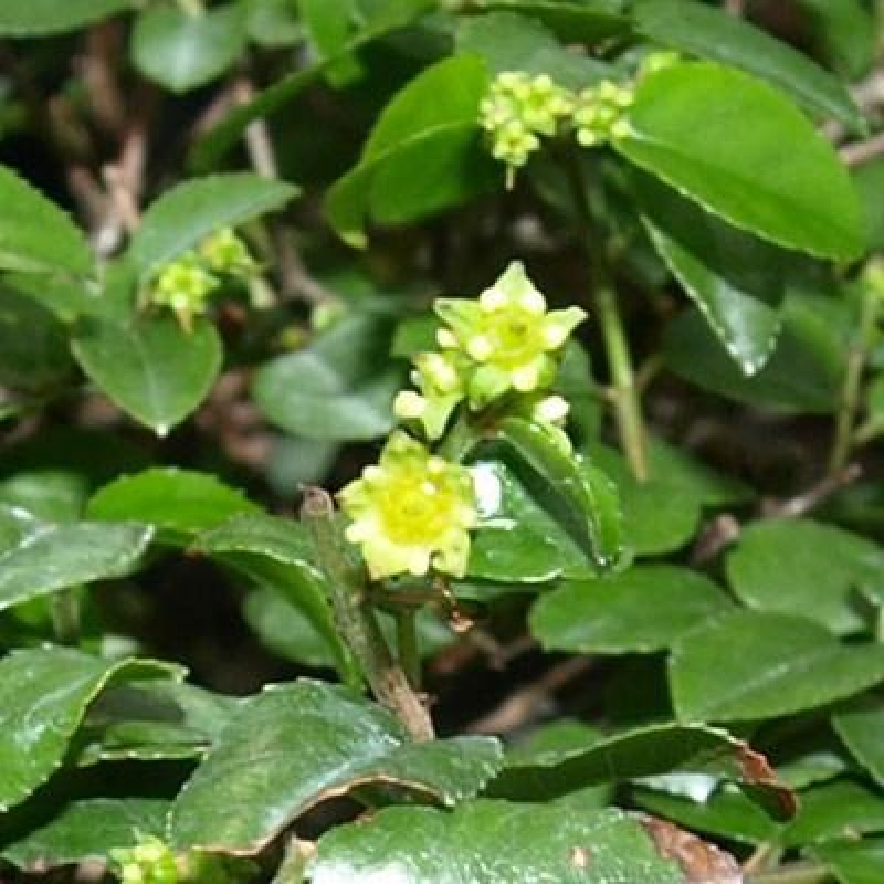 Camera bonsai - Sageretia thea - Sageretia thea