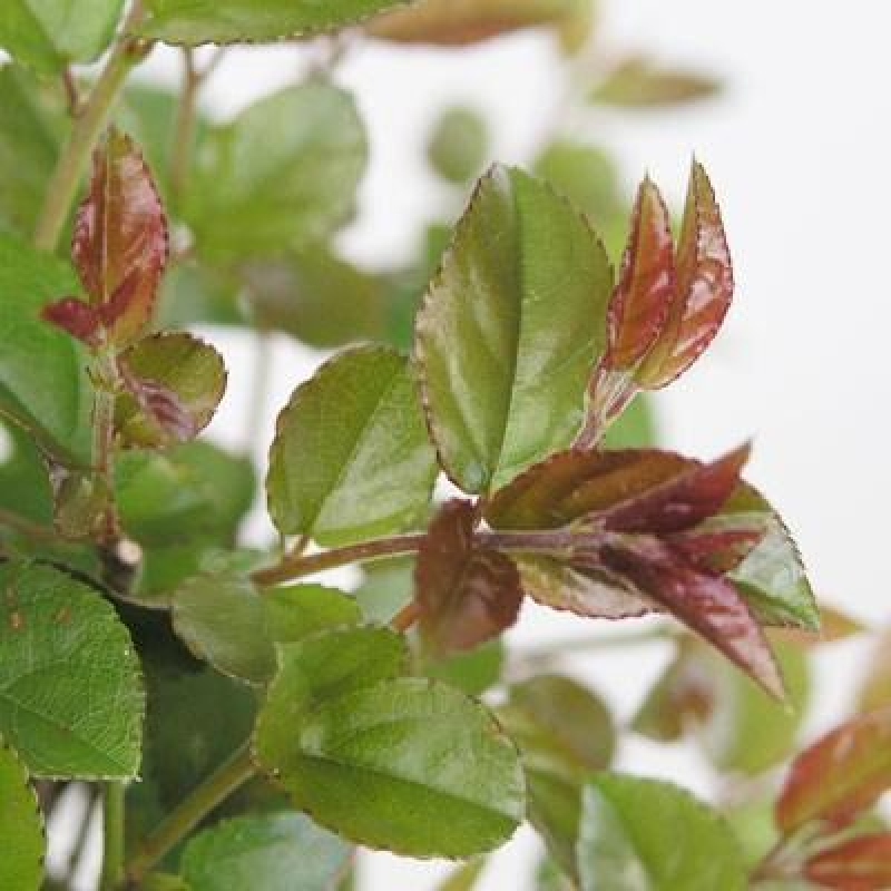 Camera bonsai - Sageretia thea - Sageretia thea