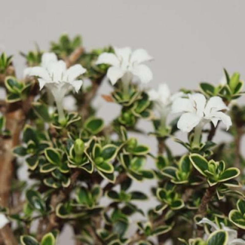 Camera bonsai - Serissa foetida Variegata - Albero delle mille stelle