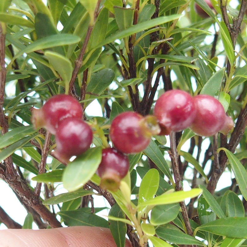 Camera bonsai - Syzygium - Pimento